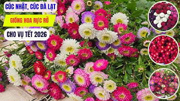 Hoa cúc Nhật, cúc Đà Lạt – Giống hoa rực rỡ cho Tết 2026