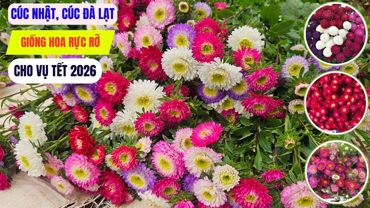 Hoa cúc Nhật, cúc Đà Lạt – Giống hoa rực rỡ cho Tết 2026