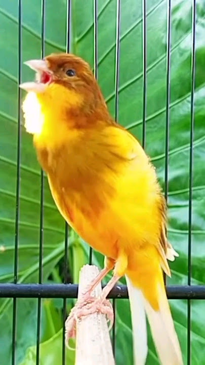 pasti nyaut!! masteran kenari juara #kenari #kenarigacor #kenaripaud #canary #canario #canarias