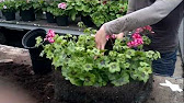 How To Plant An Orginal Easyfill Hanging Basket 