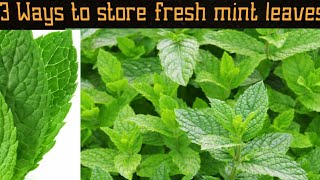 How To Preserve Mint Leaves For Long Time || Sanobar's Kitchen #store #tipsandtricks #food #pudeena