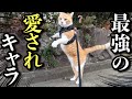 【1週間Vlog】元野良猫がなぜ愛されるのか7日間見て分かりました！ image
