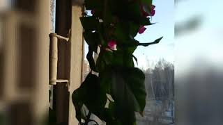 🌺Комнатные #растения, часть 2/ #клещ паутинный, мой способ борьбы✔блинчики✔попугайчики 🌺Комнатные #растения, часть 2/ #клещ паутинный, мой способ борьбы✔блинчики✔попугайчики
