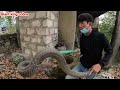 help two brothers attacked by 4 king cobras in the middle of the road | Giant king cobra