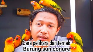 cara pelihara ternak burung sun conure