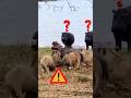 لماذا لم يساعدوه الأسود تهاجم فرس النهر لماذا لم يساعدوه الأسود تهاجم فرس النهر