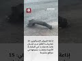 إذاعة الجيش الإسرائيلي 15 صاروخا أطلق من لبنان نحو صفد في الرشقة الأخيرة سقطت جميعها بمواقع مفتوحة