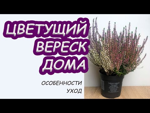 Вереск Фото Уход В Домашних Условиях