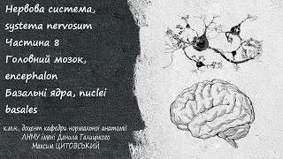 картинка: Нервова система, systema nervosum Частина 8 Базальні ядра, nuclei basales