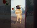 Dog Puppy Doglover Cute Pets Tamil Song Tamilsong Music Love Elephant Funny Funnyvideo Dog Puppy Doglover Cute Pets Tamil Song Tamilsong Music Love Elephant Funny Funnyvideo