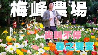 【台大梅峰農場】一年一度！梅峰農場「春之饗宴」全攻略：走進浪漫花海，愛種花的人絕對會尖叫！🌿。我是愛種花的伊恩，這是一個分享種植物的小頻道，讓我們一起變綠手指吧。