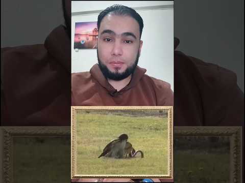 شاهدوا كيف يتدرب هذا الطائر على اصطياد فرائسه باستخدام العصى