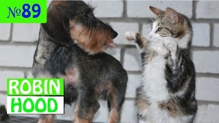 ПРИКОЛЫ 2017 с животными. Смешные Коты, Собаки, Попугаи // Funny Dogs Cats Compilation. Апрель №89