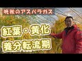 晩秋のアスパラガス/黄化/紅葉/養分転流期：北海道 富良野 メロン農家の寺坂農園