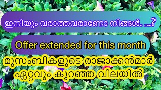 മുസംബികളുടെ രാജാക്കന്മാർ!  Offer updates  🙏🤍 by Abiya Garden 6,611 views 5 months ago 19 minutes