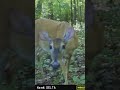 Whitetail curiosity…“what’s in here?” | N1 Outdoors