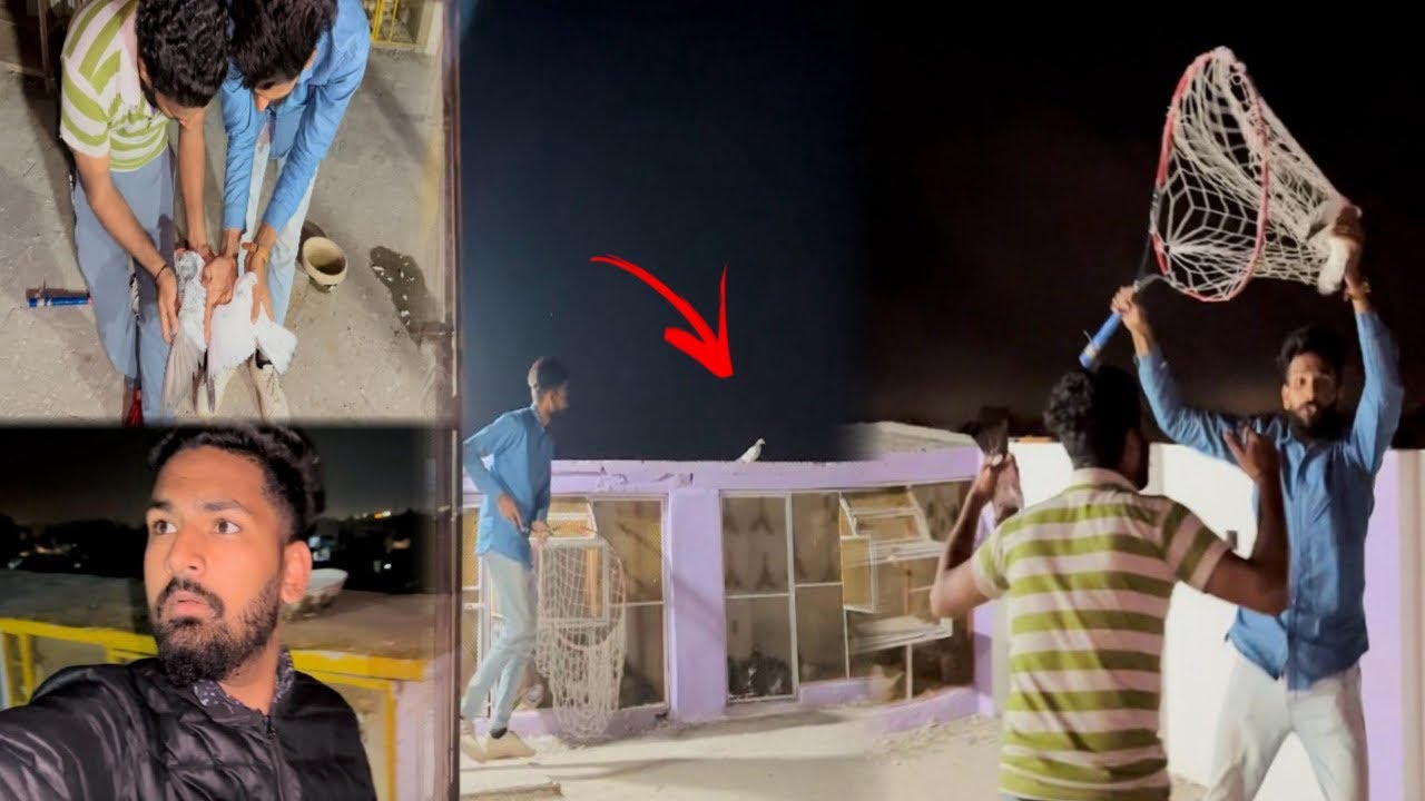 Raat Kay time kisi Kay ring walay Aseel kabutar agy 😳😳