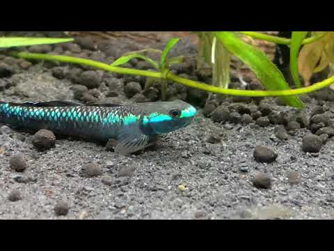 flat bottom feeder fish flat bottom feeder fish