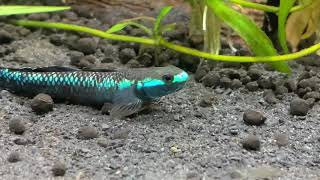 Blue Neon Goby