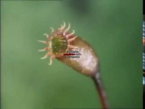 Wow & Flutter Mix - For Boards of Canada Fans