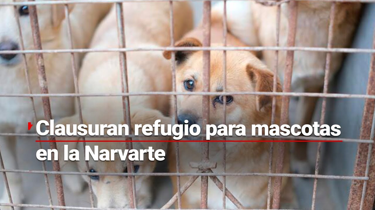 La vida de todos importa ⁣| Vecinos piden que liberen a la dueña del refugio para mascotas en CDMX