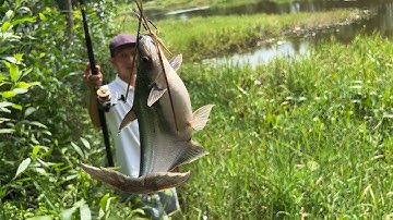 CÂU CÁ TRA ở RỪNG TÂN PHƯỚC TIỀN GIANG - P1 - TRÚNG MÁNH BẦY CÁ TRA