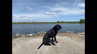 Milo - 7 Month Old Redbone Coonhound Mix - Dog Training Omaha Nebraska, Off Leash Dog Training