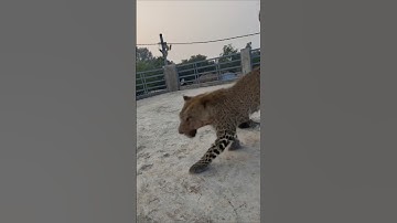 tutorial Leopard leap filter#leopard #leap #filter #moneylove #funny#trending#shorts