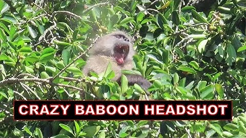 Crazy Baboon Hunting Headshot