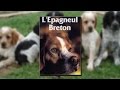 L’épagneul breton