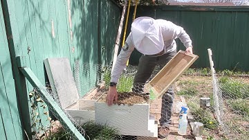 Installing A Bee Package For The First Time