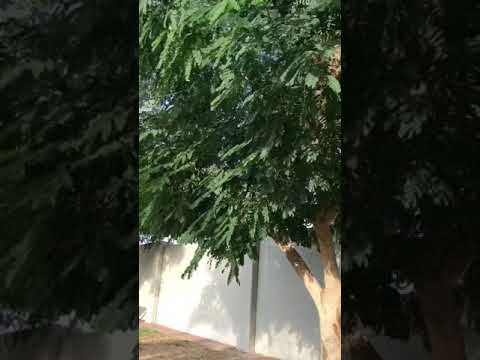 اللبخ شجره جميله وظلها وفير