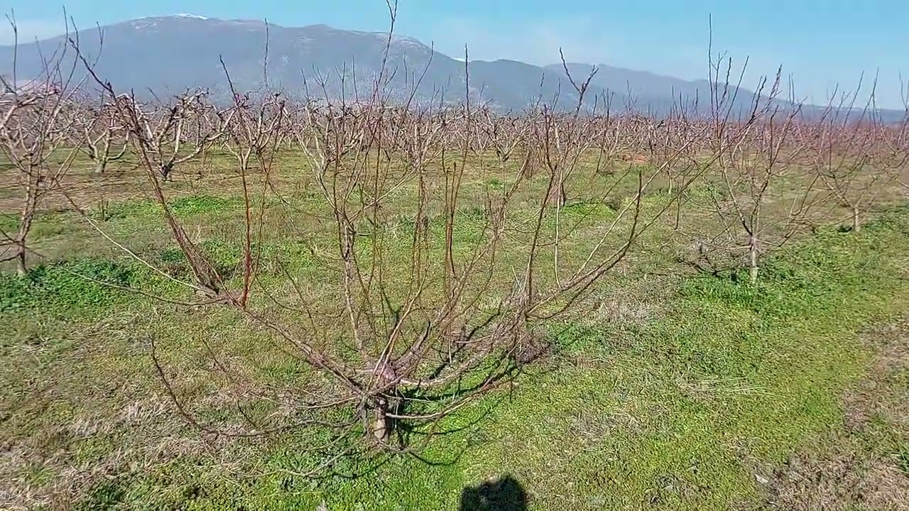 Κλάδεμα διαμόρφωσης νεαρού δένδρου βερικοκιάς πλαγιόκλαδης ποικιλίας.