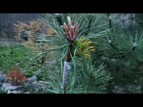 Видео: Какой высоты бывают лоблолли-сосны?