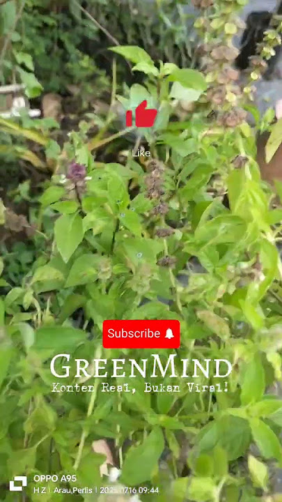 🟩 GreenMIND | DIY | Episod Selasih - Daun, Bunga, Dan Sesuatu Yang Belum Siap Didedah.
