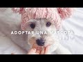 Storytime + Lo que hubiera querido saber antes de tener perro | Nancy Loaiza