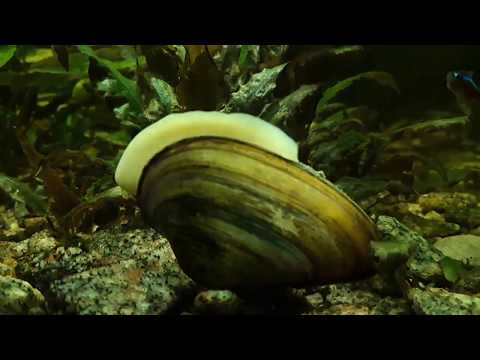 Беззубка. Двухстворчатые моллюски (Bivalvia)