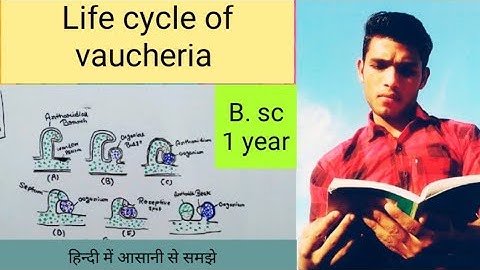 Life cycle of vaucheria
