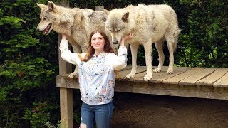 Playing With Wolves! - Howling Woods Farm