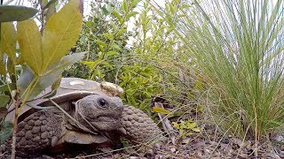 Gopher Tortoise: Queen of Red Hill