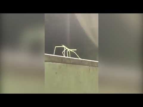 grasshopper dancing on "This is America" !