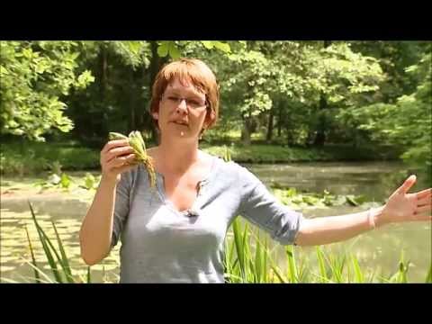 Videó: A vízi jácint gondozása – vízi jácint növények termesztése