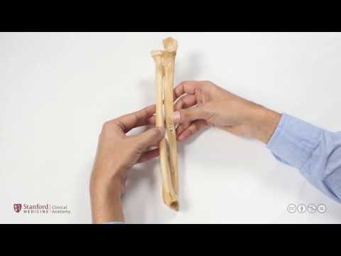 Anatomy of the Upper Limb: Bones of Elbow Region and Elbow Joint - YouTube