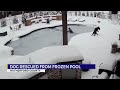 Dog rescued from frozen pool