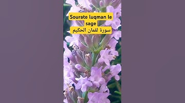 سورة لقمان الحكيم sourate luqman le Sage