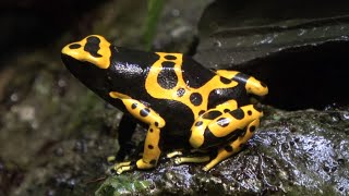 Dendrobates Poison Frog - Dart Frog  4  Species 【4K】 by Animalia Kingdom 478 views 4 years ago 9 minutes, 25 seconds
