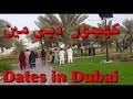 Palm and dates , Quranic park Dubai