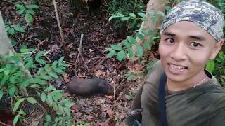Berburu Babi Hutan Sesion Ke 3 dapat 6 ekor di hari Minggu,sambungan berburu edisi ke 9 Tahun 2020