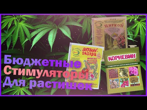 Чем поливать канопля в домашних условиях