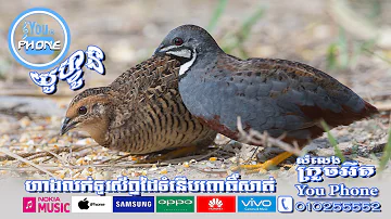 សំលេងក្រួចអឺត​ (Quail)